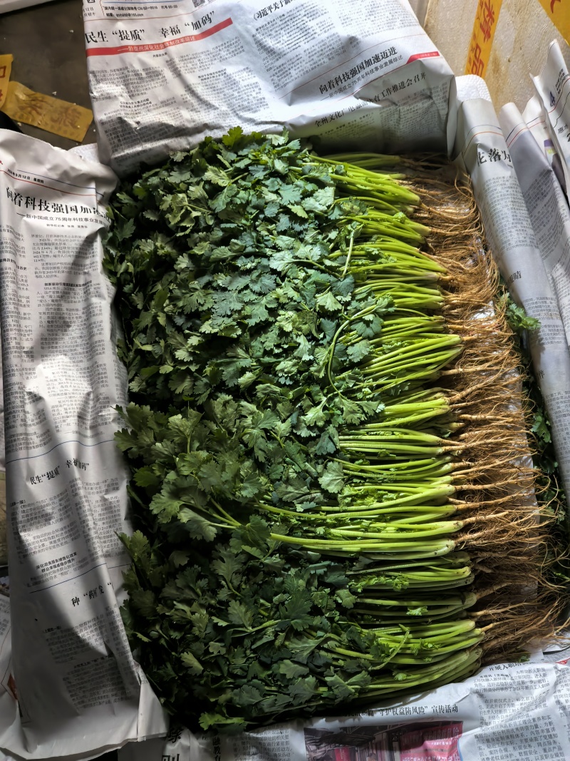 香菜
