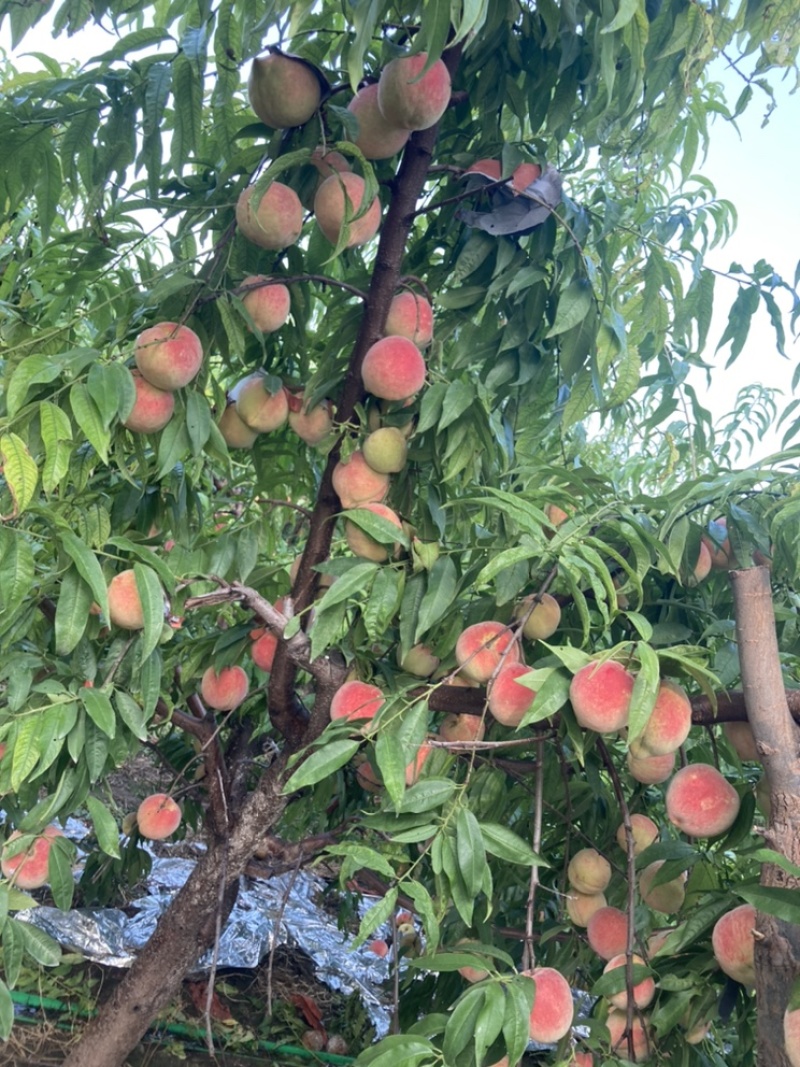 永莲四号离合桃
