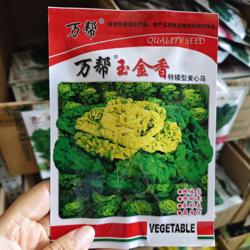 万帮玉金香黄心乌种子黄心菜种子黄心乌塌菜种子耐寒