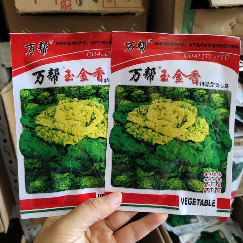 万帮玉金香黄心乌种子黄心菜种子黄心乌塌菜种子耐寒