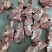 满肉牛脖骨