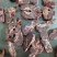 满肉牛脖骨
