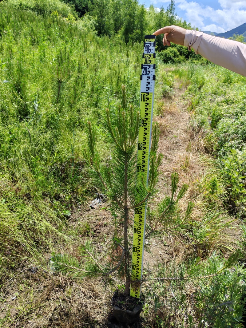 油松杯苗