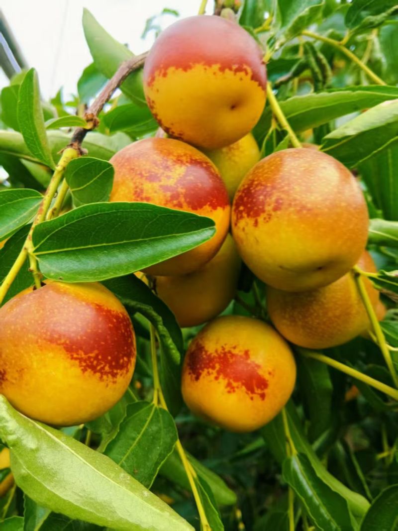 冬枣