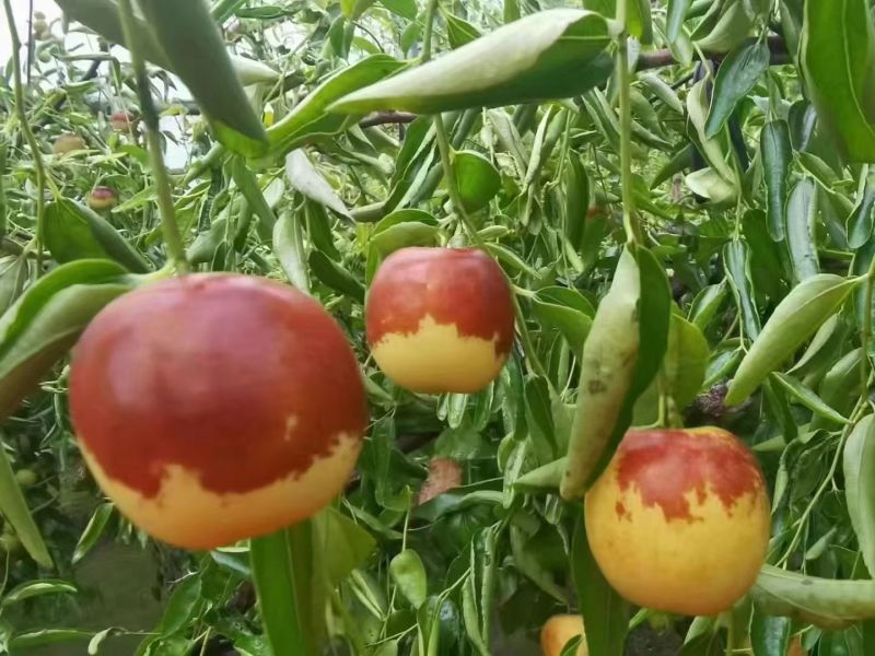 冬枣