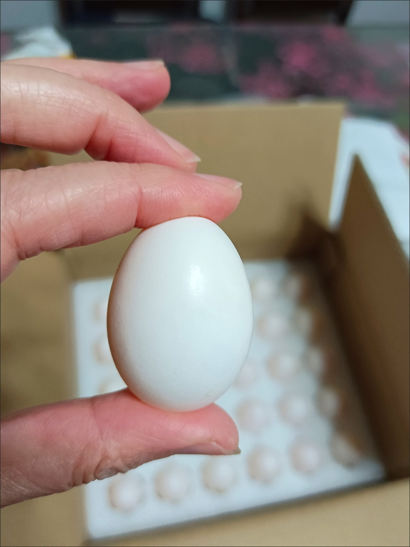 杂粮鸽子蛋