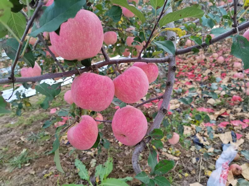 陕西洛川红富士苹果