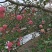 陕西洛川红富士苹果