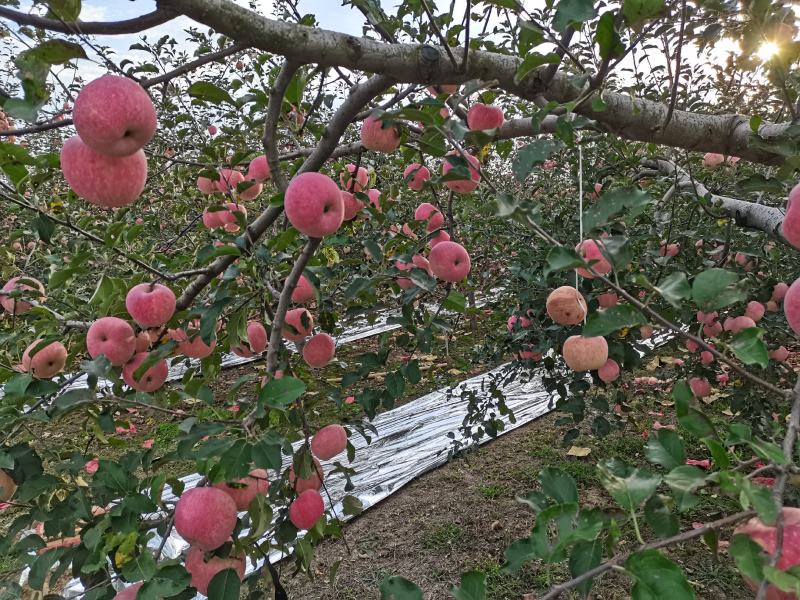 陕西洛川红富士苹果