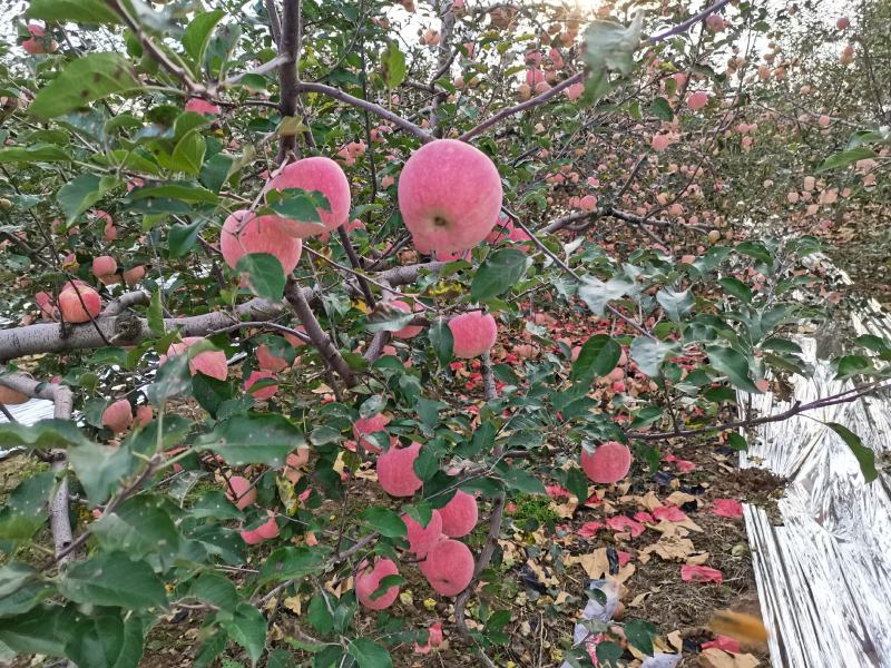 陕西洛川红富士苹果