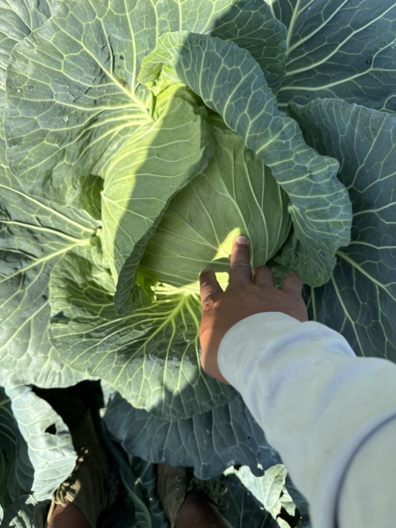 甘蓝圆包菜价格好好品质高海拔精品菜原厂直发全国各地