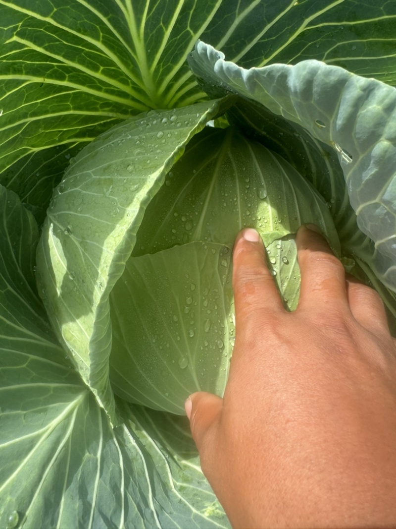 甘蓝圆包菜价格好好品质高海拔精品菜原厂直发全国各地