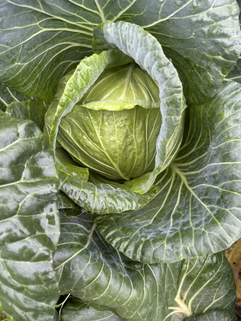 甘蓝圆包菜价格好好品质高海拔精品菜原厂直发全国各地