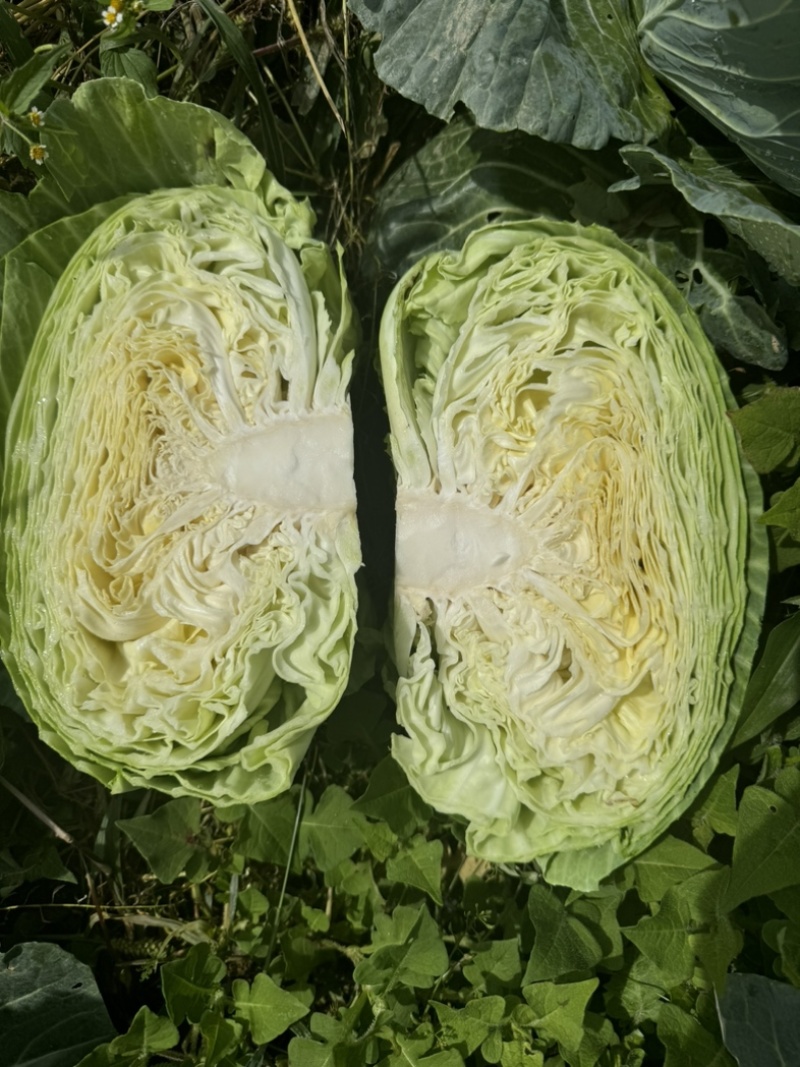 甘蓝圆包菜价格好好品质高海拔精品菜原厂直发全国各地