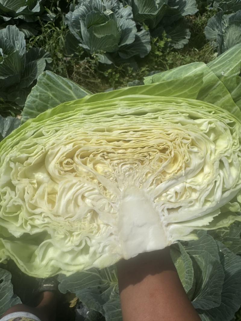 甘蓝圆包菜价格好好品质高海拔精品菜原厂直发全国各地
