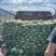 甘蓝圆包菜价格好好品质高海拔精品菜原厂直发全国各地