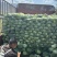 甘蓝圆包菜价格好好品质高海拔精品菜原厂直发全国各地