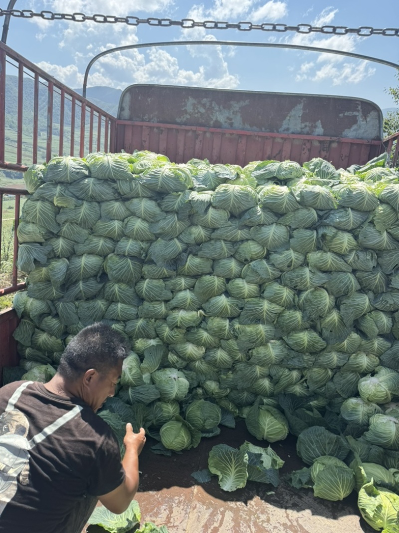 甘蓝圆包菜价格好好品质高海拔精品菜原厂直发全国各地