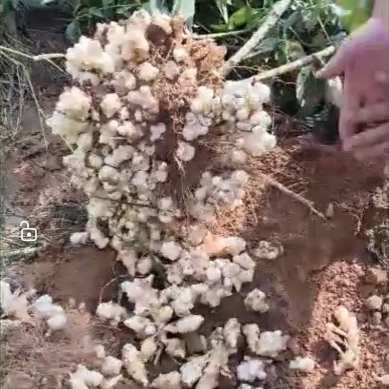 沙地洋姜菊芋鬼子姜高产种子商品货电商货海量货源