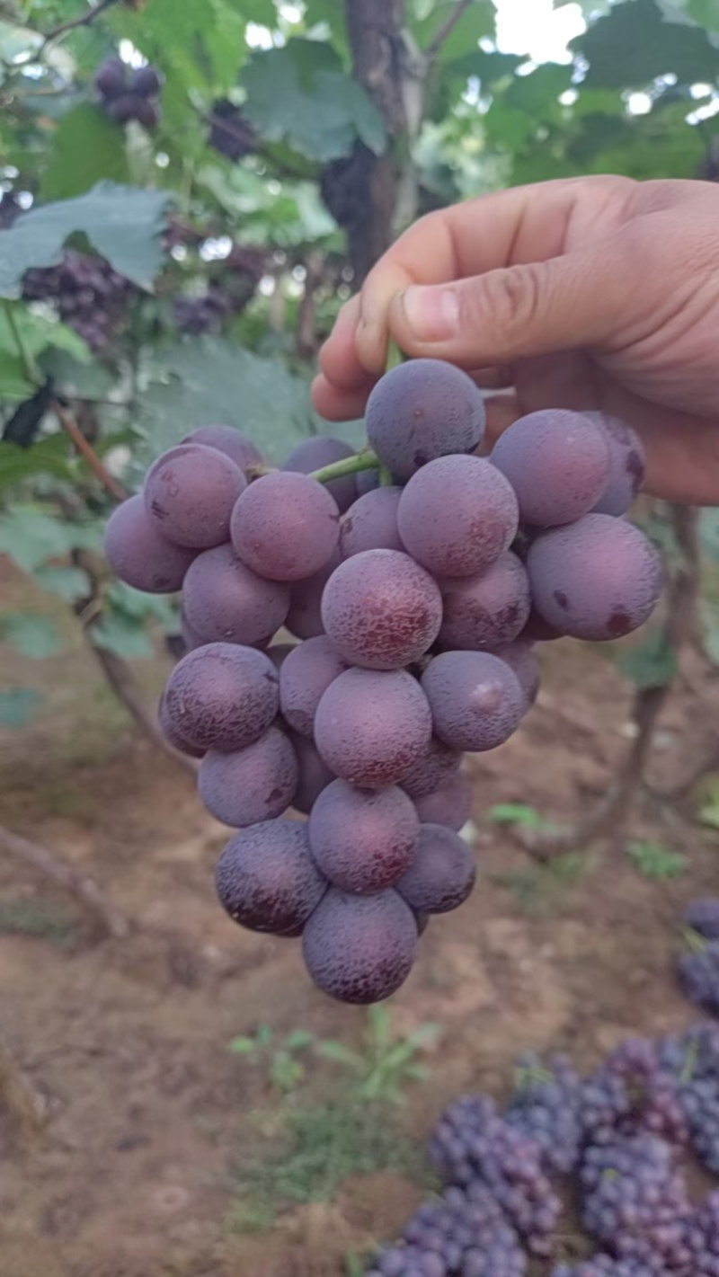 巨峰葡萄自然果，果肉饱满，口感香甜