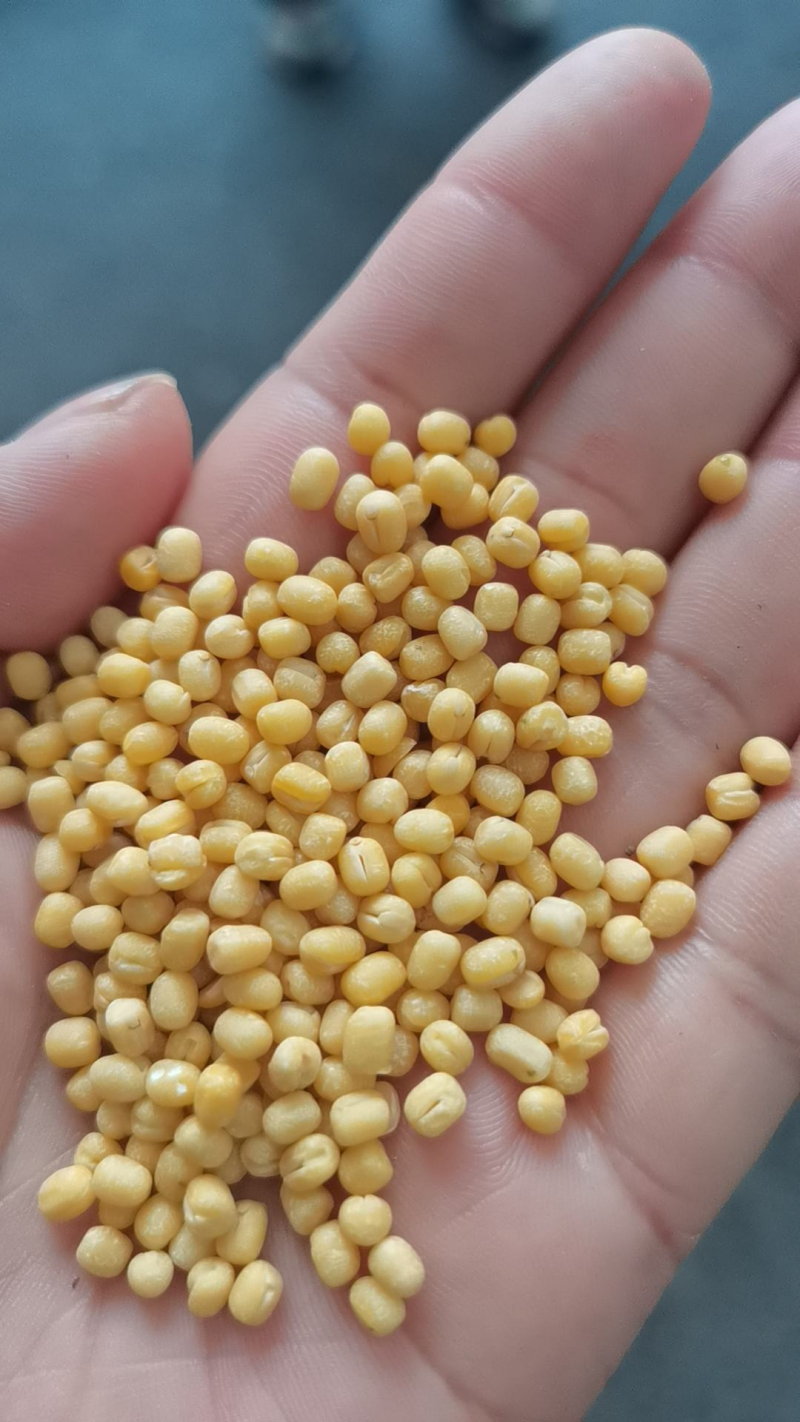 批发零售绿豆仁脱皮绿豆做绿豆糕做馅饼做绿豆