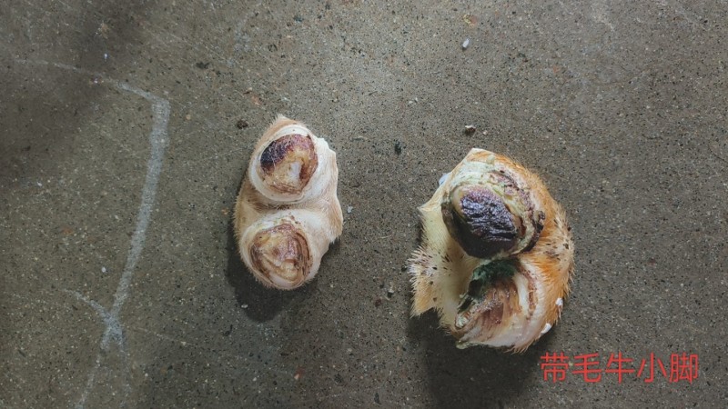 带毛牛小脚