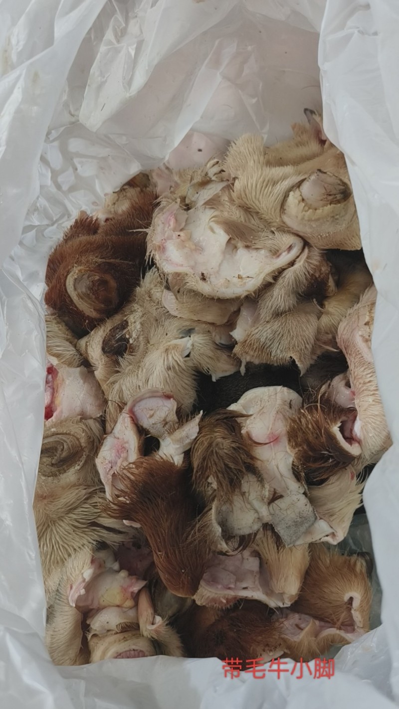 带毛牛小脚