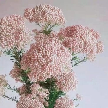 澳洲米花
