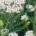 澳洲米花