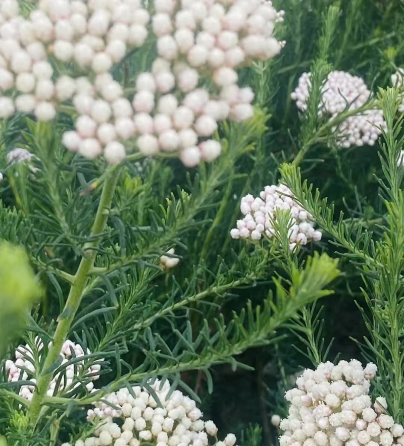 澳洲米花