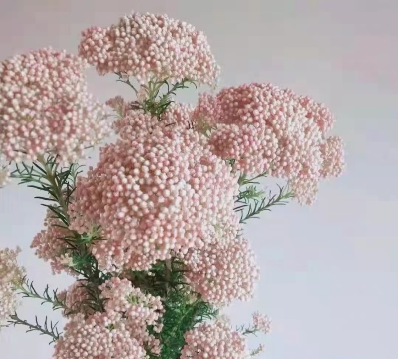 澳洲米花