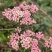 澳洲米花