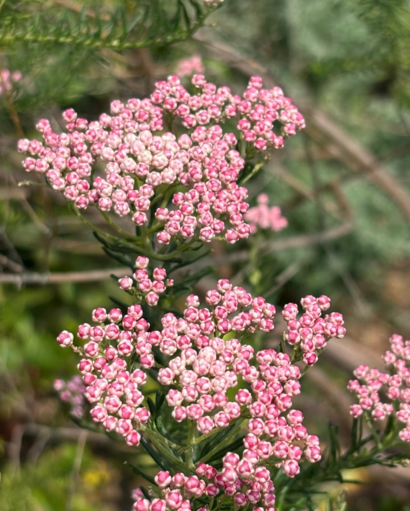 澳洲米花