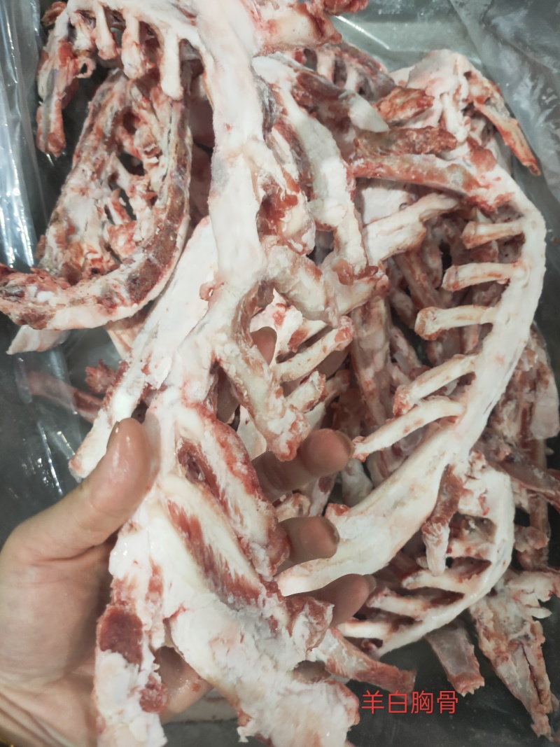 羊白胸骨