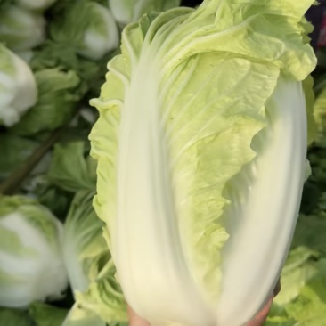 夏阳白菜精品小颗商超供应货源充足保证质量