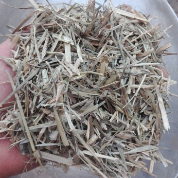 牛筋草