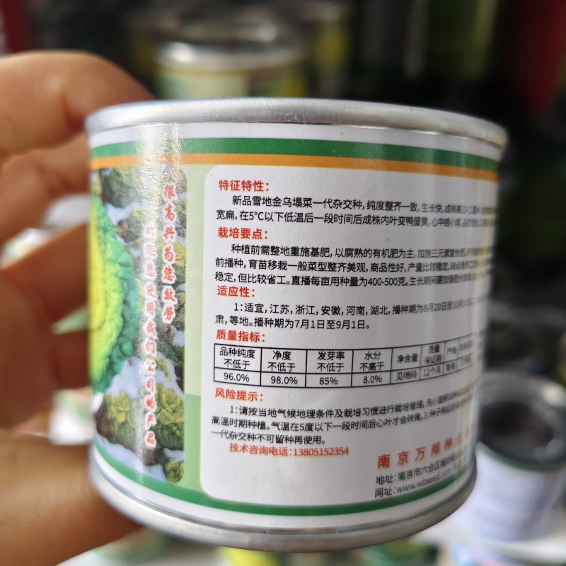新品雪地金黄心乌种子一代杂交黄心乌塌菜种子耐寒黄心菜种