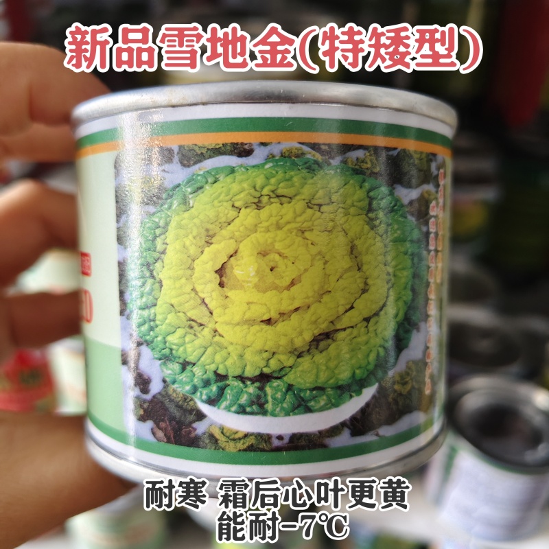 新品雪地金黄心乌种子一代杂交黄心乌塌菜种子耐寒黄心菜种