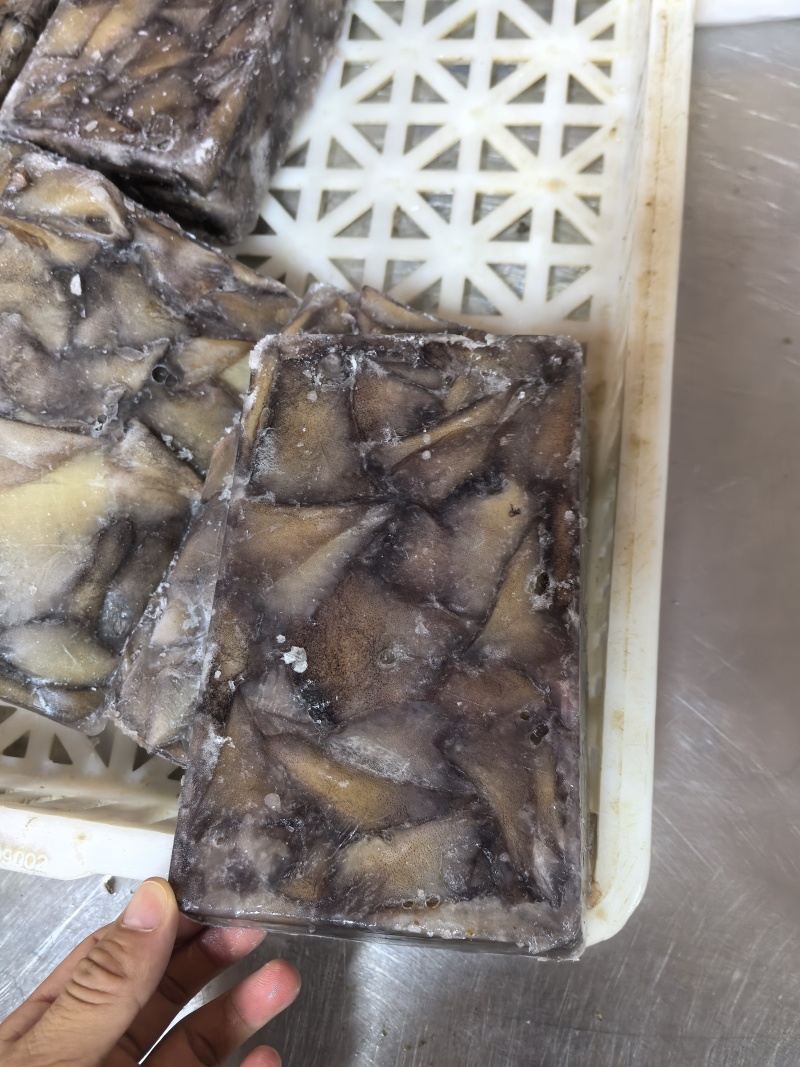 真鱿阿鱿小耳