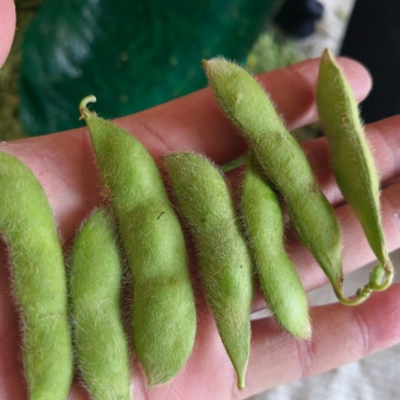 精品毛豆大青豆，86.大量供应市场货，打米豆