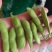 精品毛豆大青豆，86.大量供应市场货，打米豆