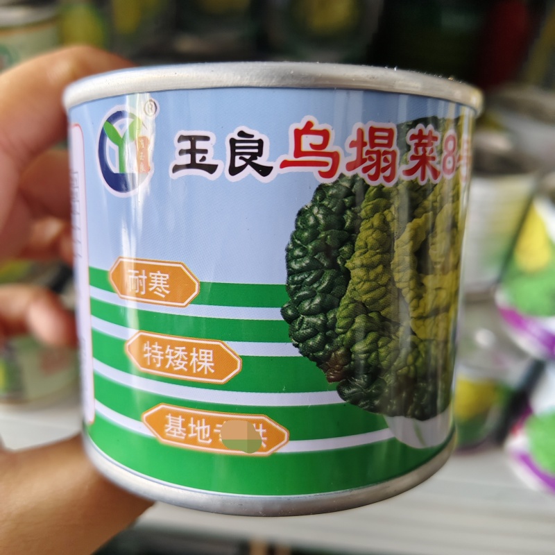 乌塌菜8号耐寒黄心乌种子特矮棵基地专用黄心乌塌菜种子