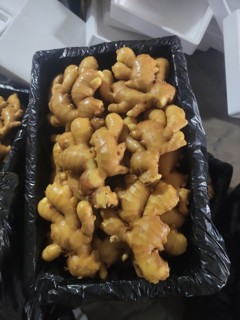 山东优质大黄姜，红芽鲜姜，山东生姜万亩生姜批发基地