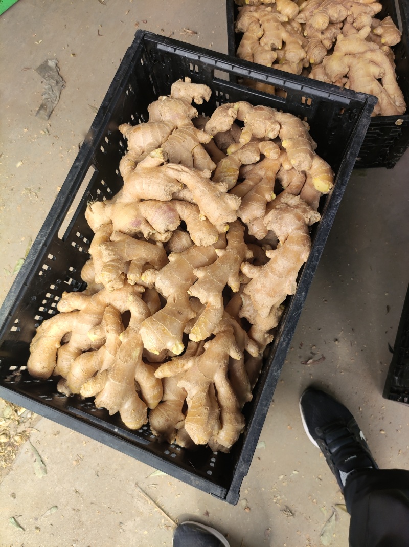 山东优质大黄姜，红芽鲜姜，山东生姜万亩生姜批发基地