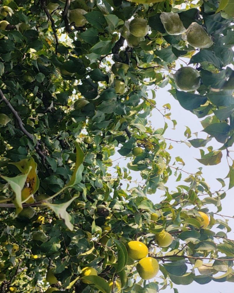 雪花梨