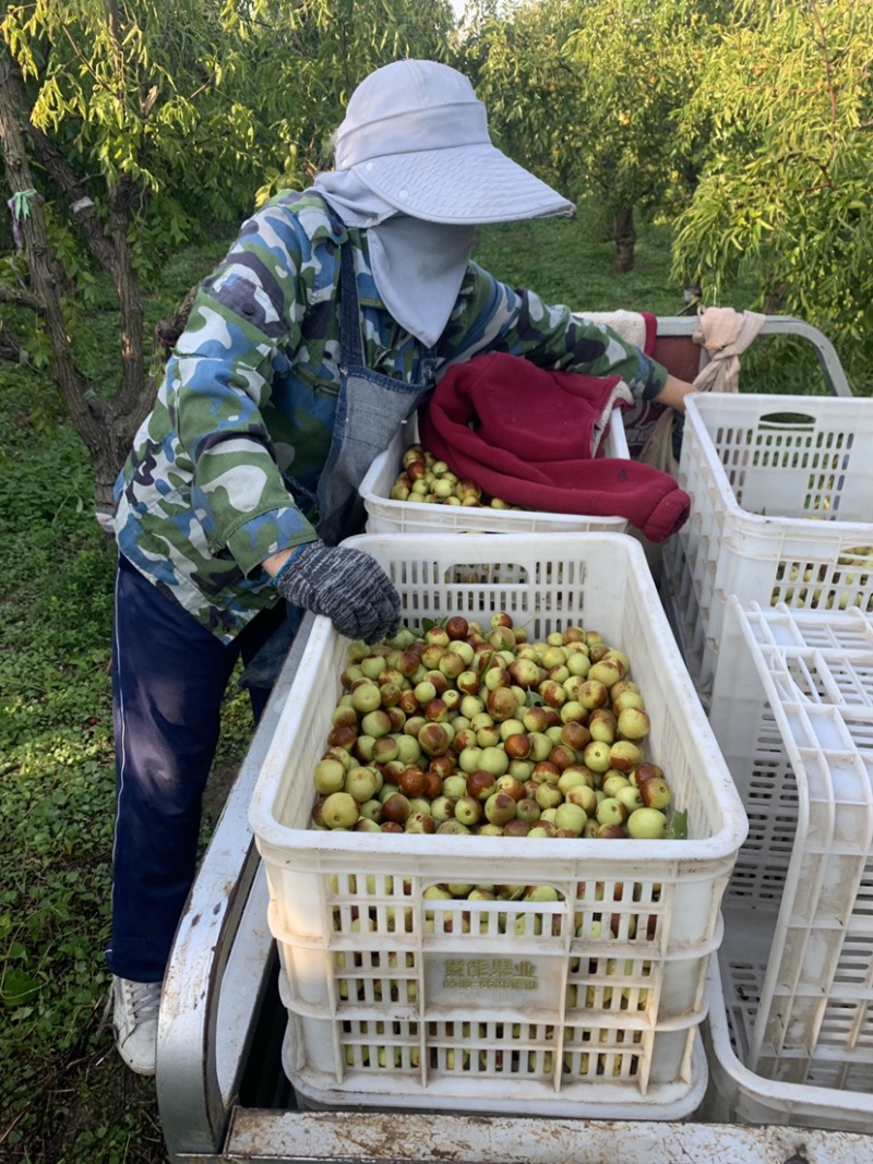 冬枣新鲜