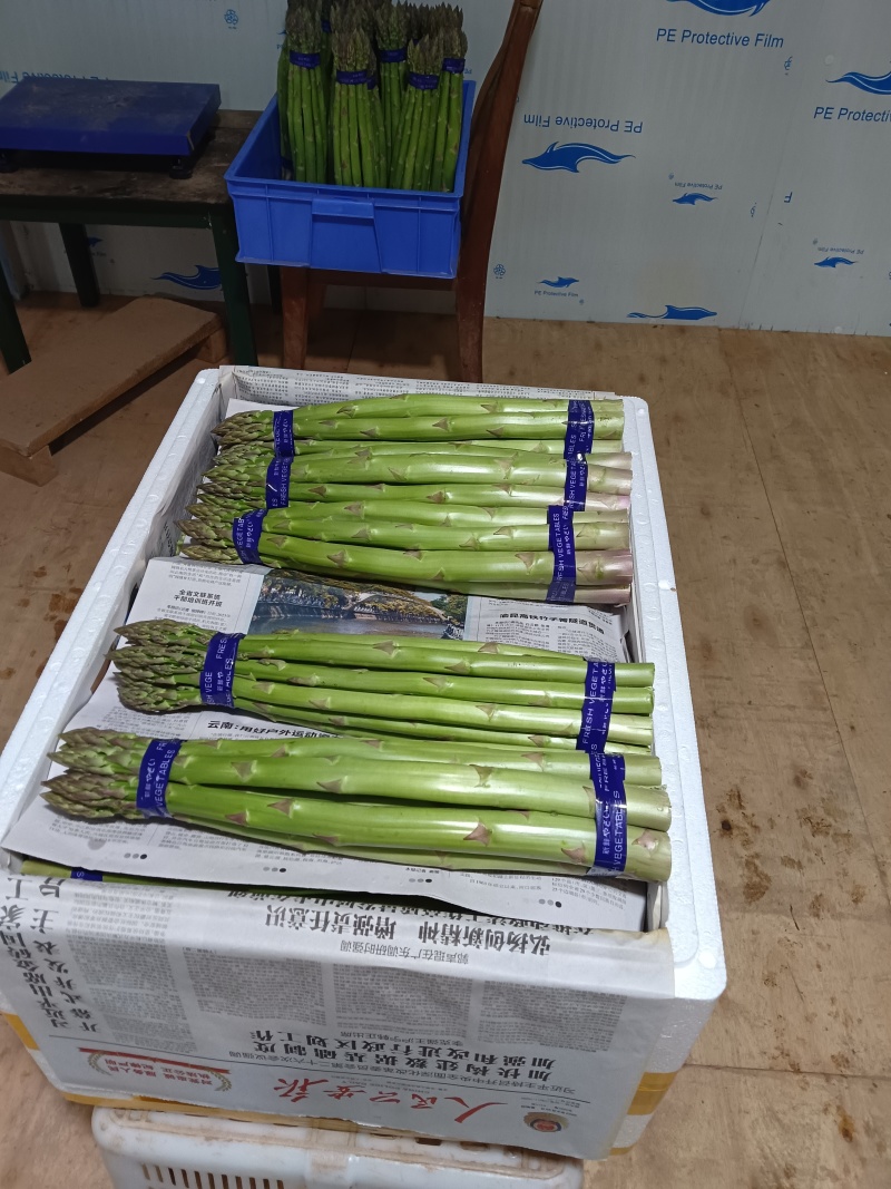 云南楚雄高原精品绿芦笋
