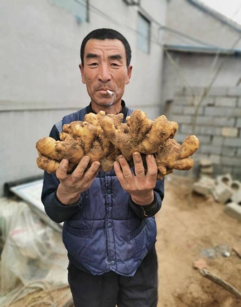 优质大黄姜产地，山东生姜产地批发，大黄姜产地价格行情