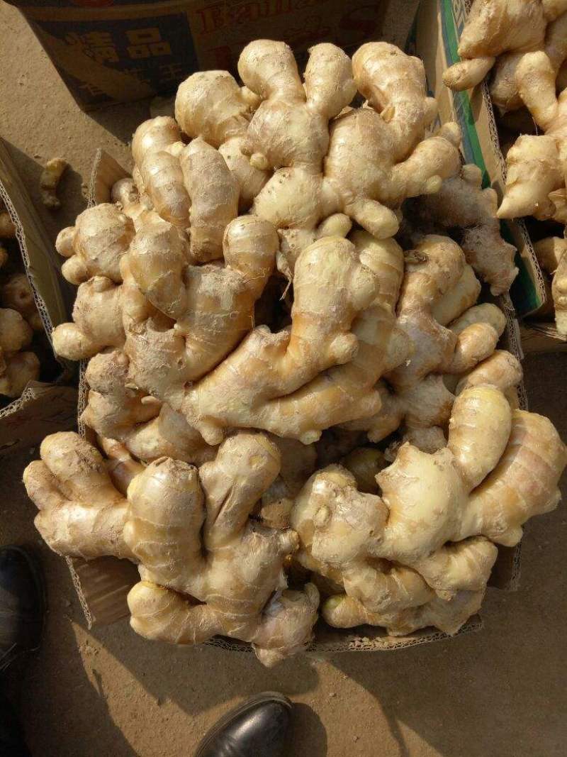 优质大黄姜产地，山东生姜产地批发，大黄姜产地价格行情