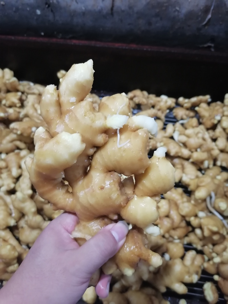 优质大黄姜产地，山东生姜产地批发，大黄姜产地价格行情